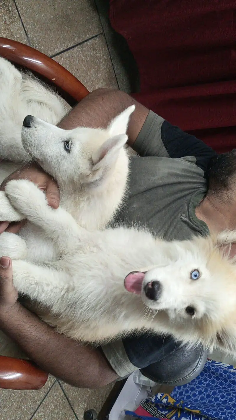 Husky Puppy pair — photo 4