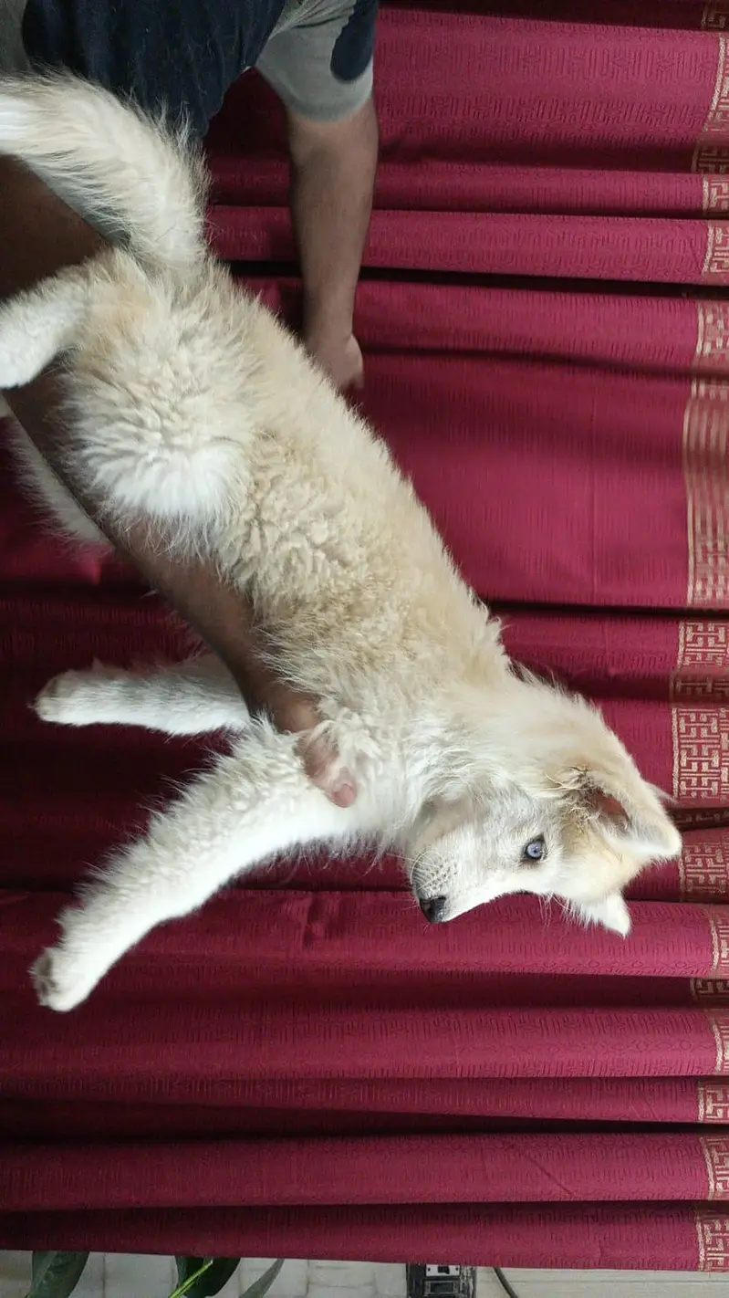 Husky Puppy pair — photo 5