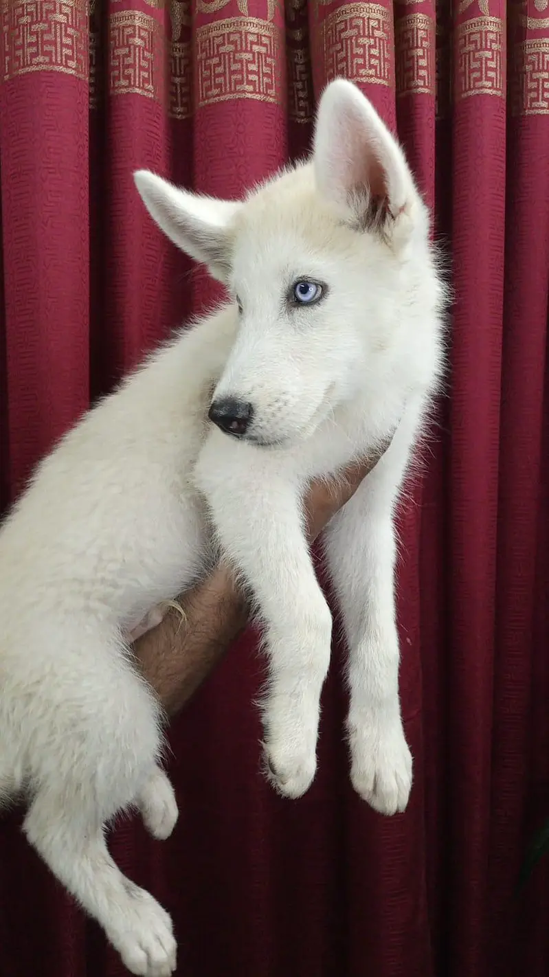 Husky Puppy pair — photo 7
