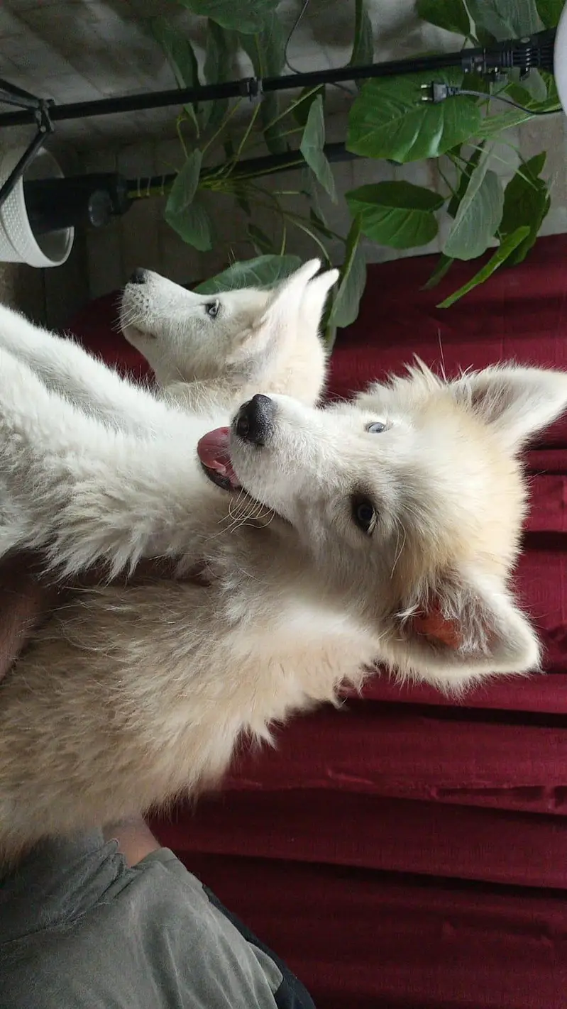 Husky Puppy pair — photo 8