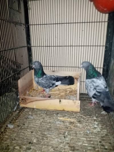 Pigeon Pair