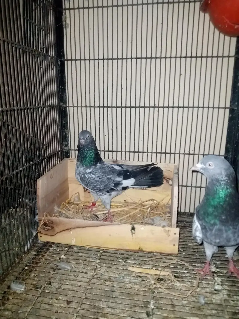 Pigeon Pair — photo 3