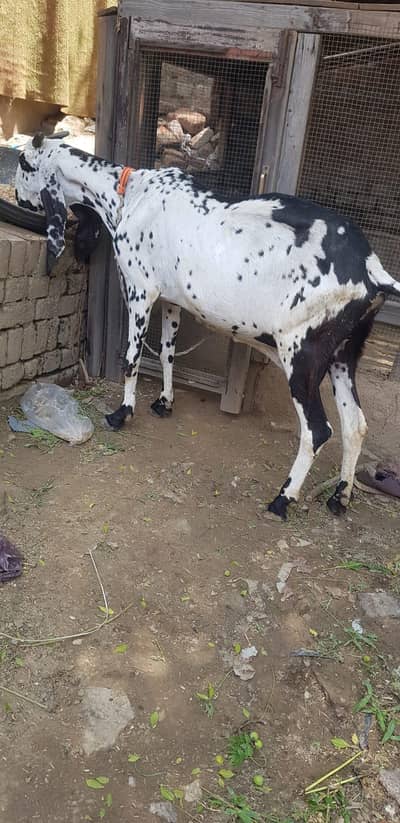 betal bakri kali dabi  03299711716what app 03099485940