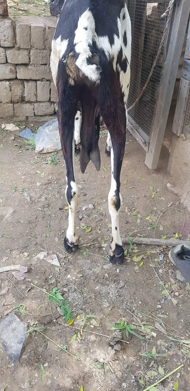 betal bakri kali dabi  03299711716what app 03099485940 — photo 3