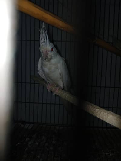 white cocktail full young female parrot sale