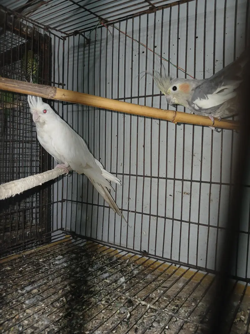 white cocktail full young female parrot sale — photo 2