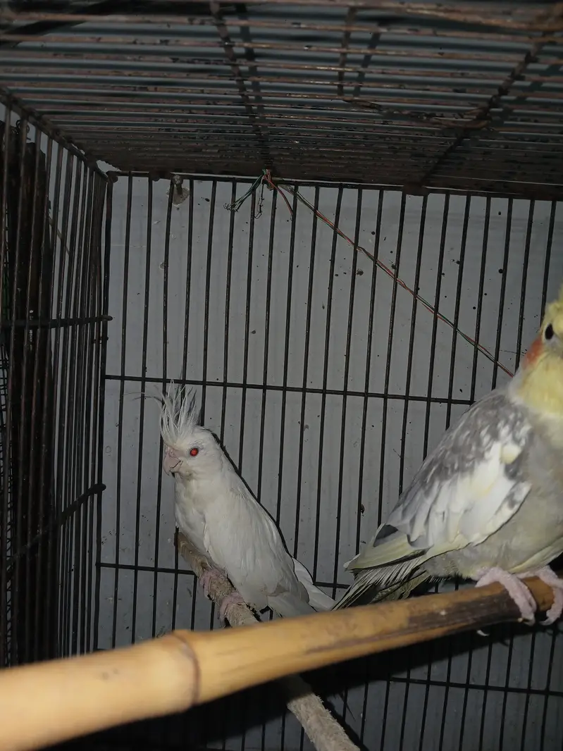 white cocktail full young female parrot sale — photo 3