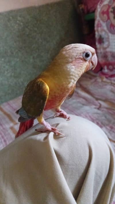 pineapple conure English breed