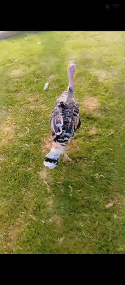 turkey breeder pair for urgent sale