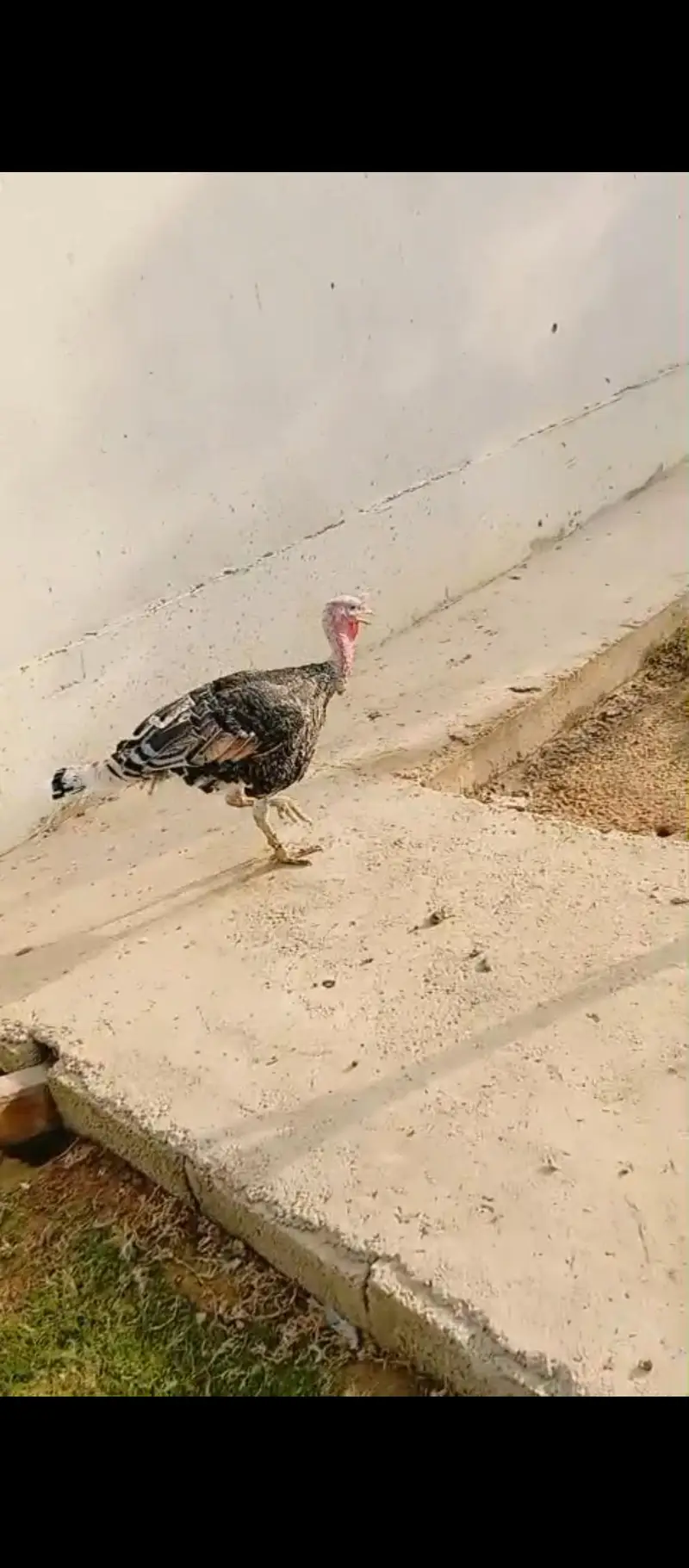 turkey breeder pair for urgent sale — photo 2