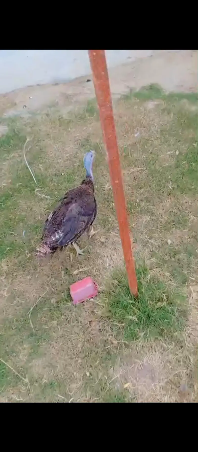 turkey breeder pair for urgent sale — photo 3