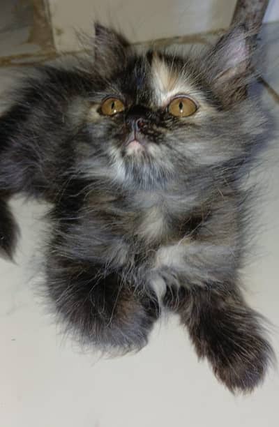 Persian kitten