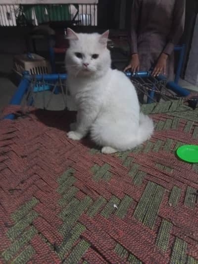 male parsian bila