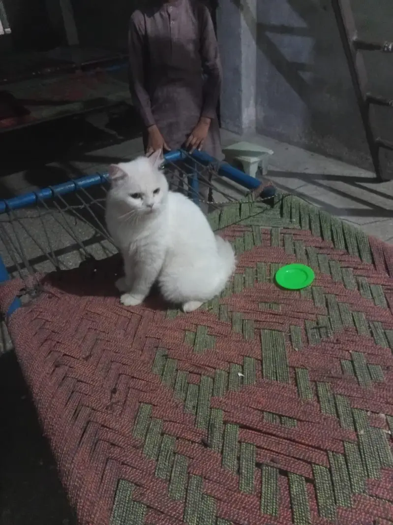 male parsian bila — photo 2