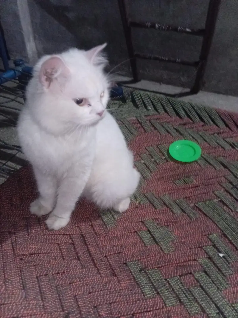 male parsian bila — photo 4