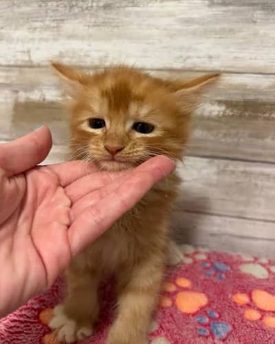 1 kitten and Breeder Female cat