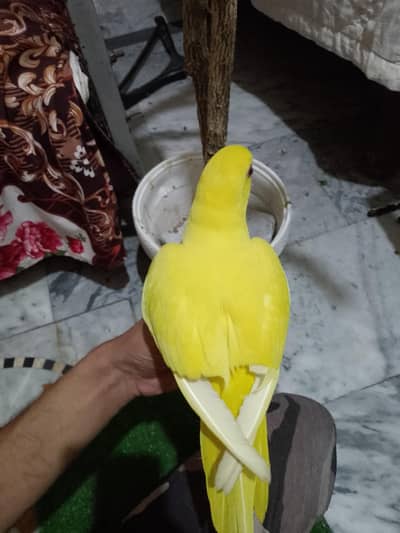 yellow ring neck red eye