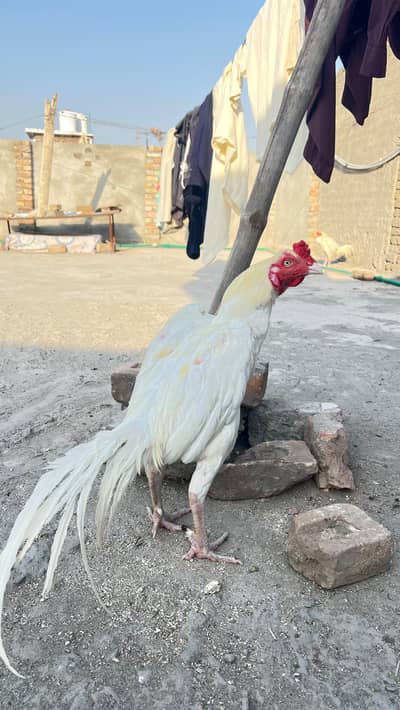 selling Heera birds high quality