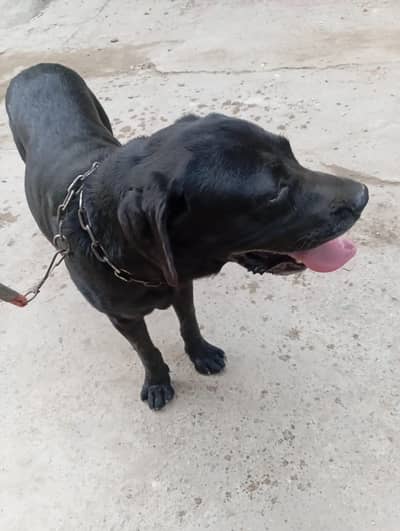 Black american labrador