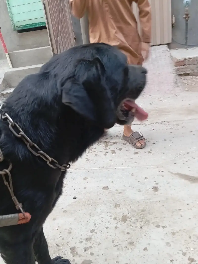 Black american labrador — photo 2