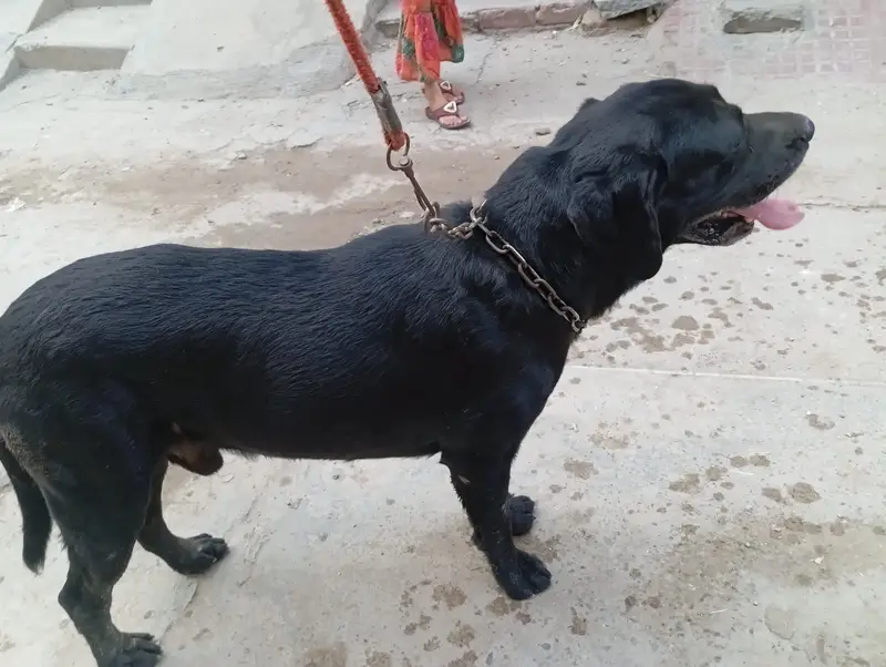 Black american labrador — photo 3