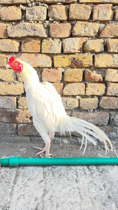 selling Heera birds high quality