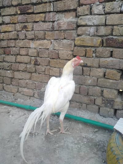 selling Heera birds high quality