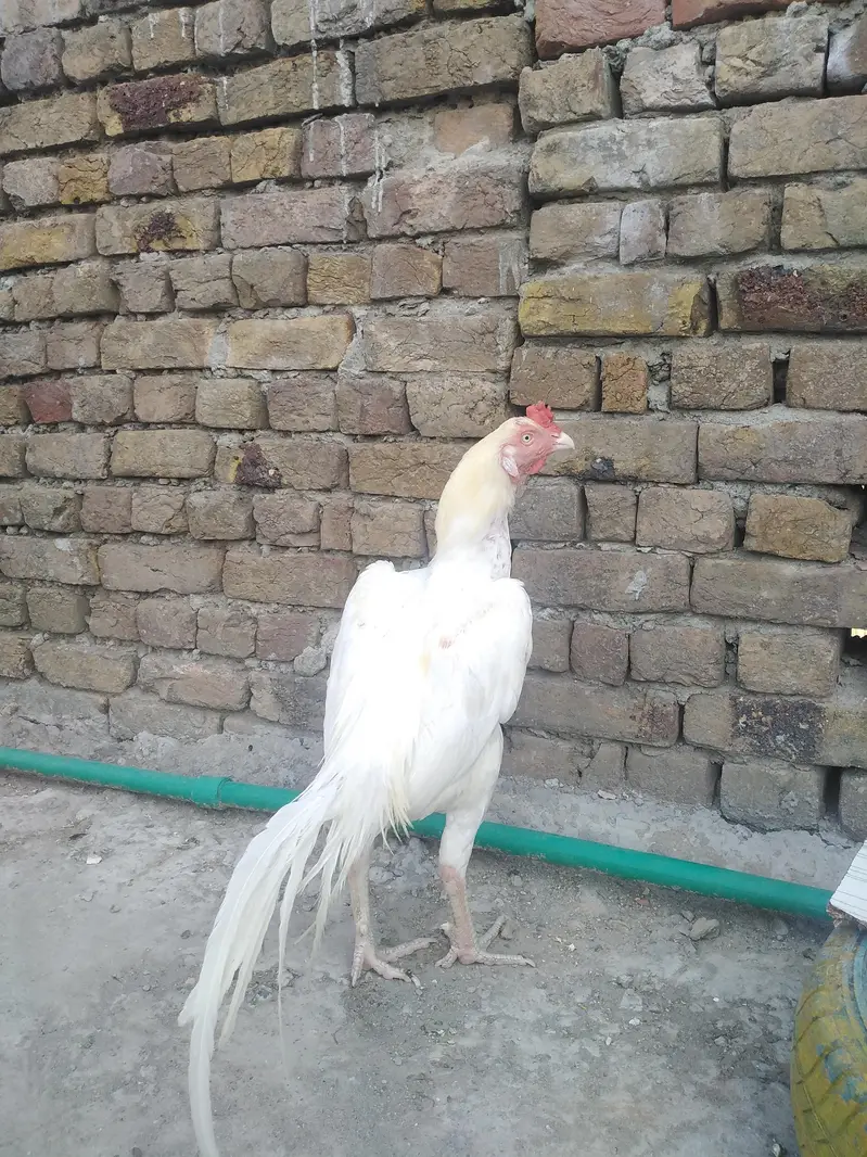 selling Heera birds high quality — photo 2