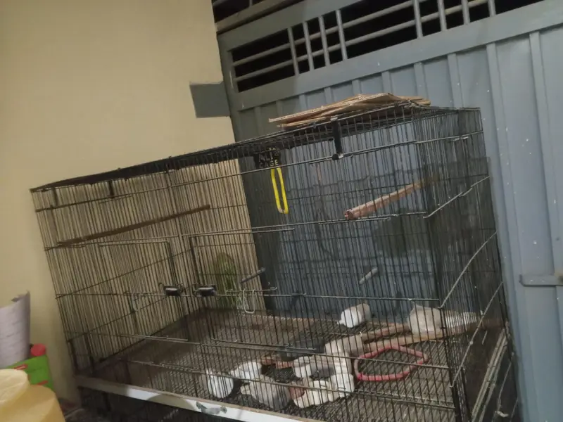 parrot cage — photo 2