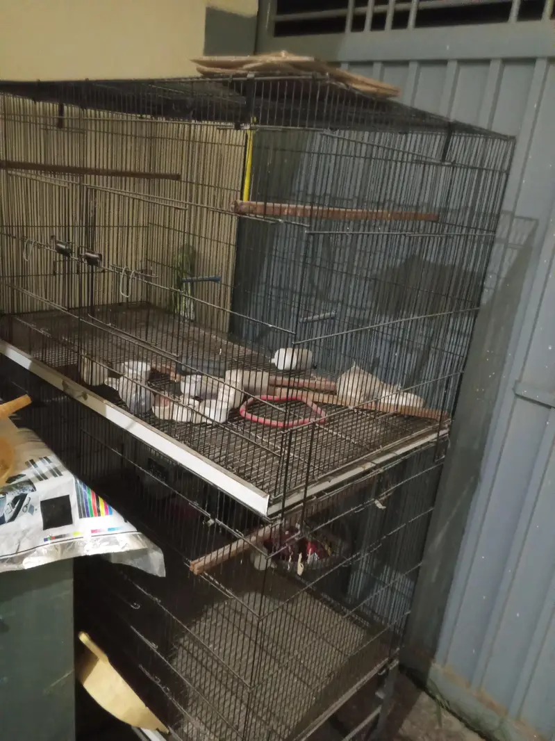 parrot cage — photo 3