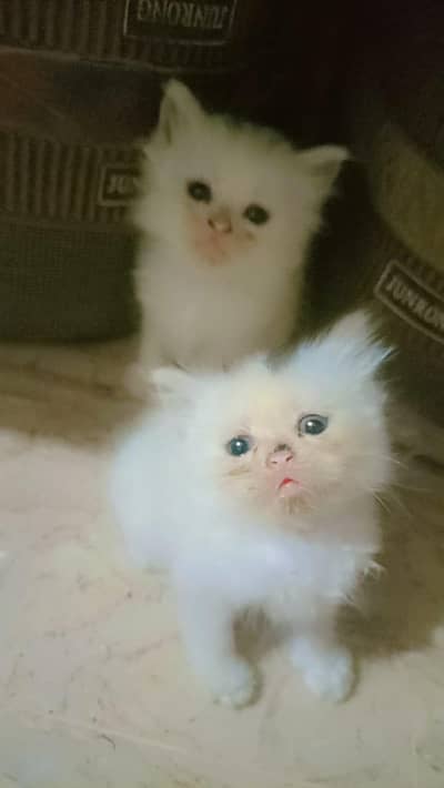 persian kittens