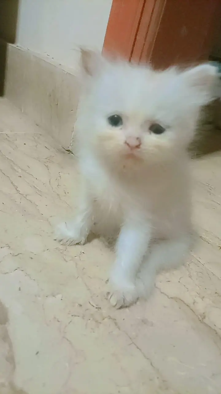 persian kittens — photo 3
