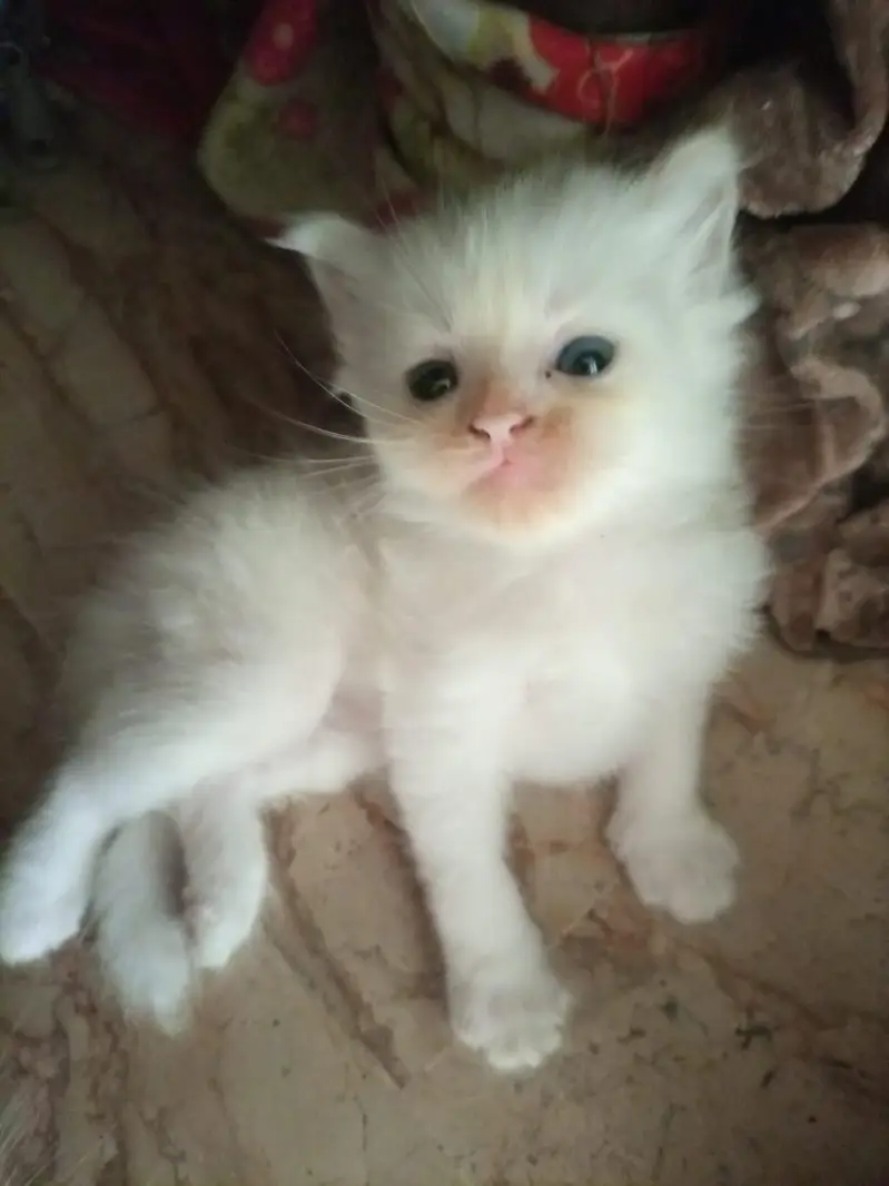 persian kittens — photo 4