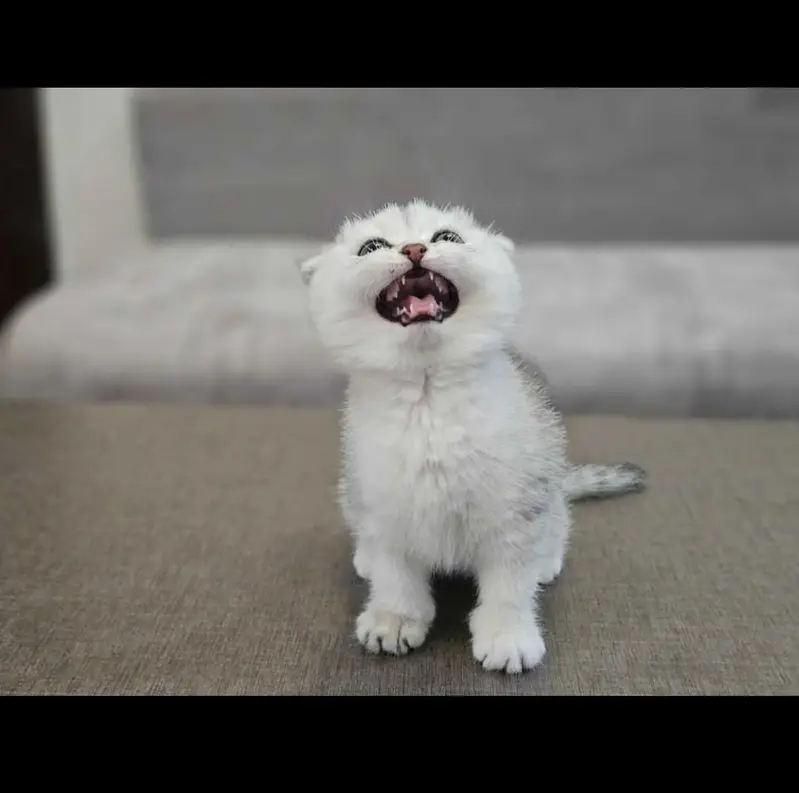Scottish fold kittin for sell. 0313 4935014 — photo 2