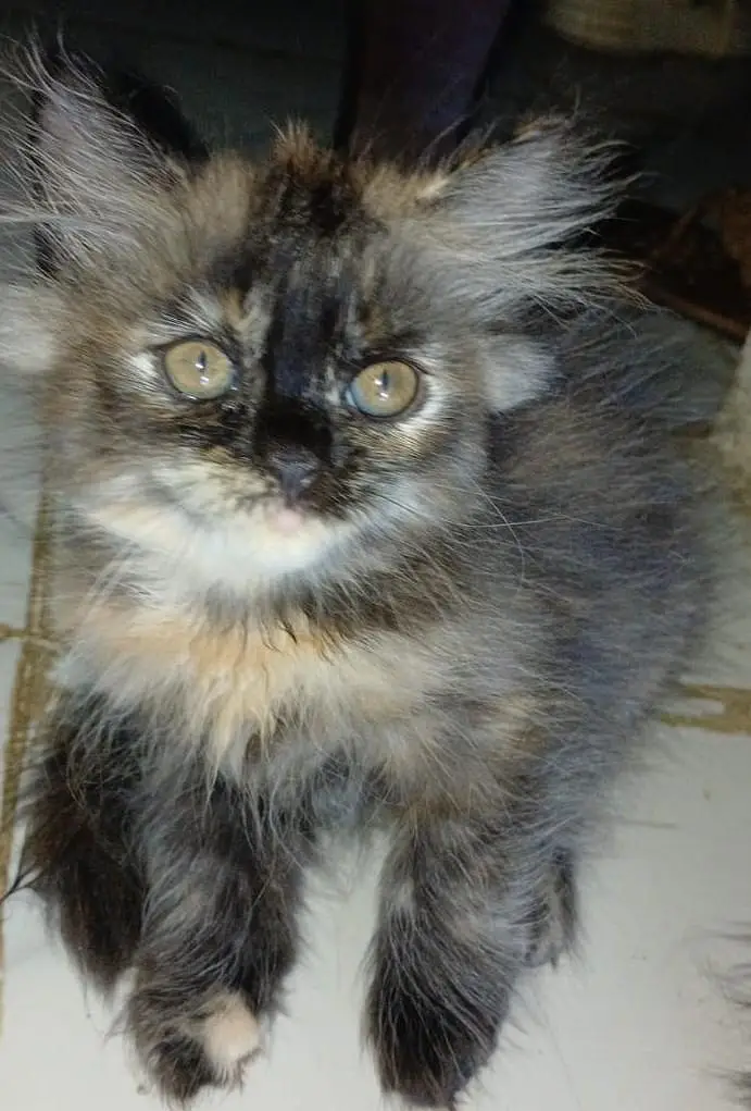 Persian kitten — photo 2