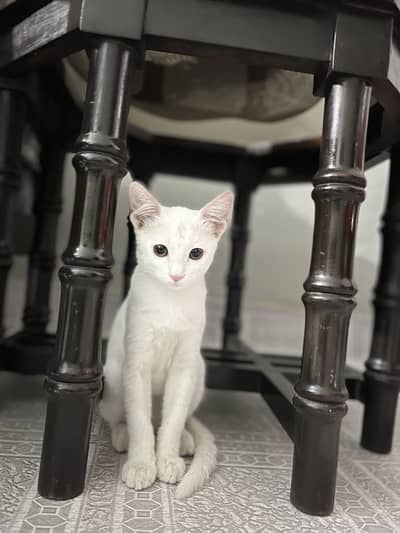 Chitu