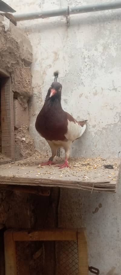 sehad mand jora hai bachy b nikaly hoy hai female ki ek ugli ni hai bs