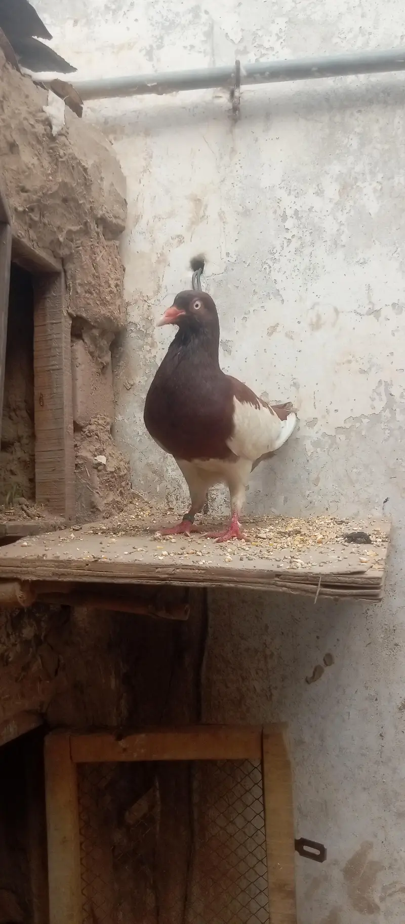 sehad mand jora hai bachy b nikaly hoy hai female ki ek ugli ni hai bs — photo 2