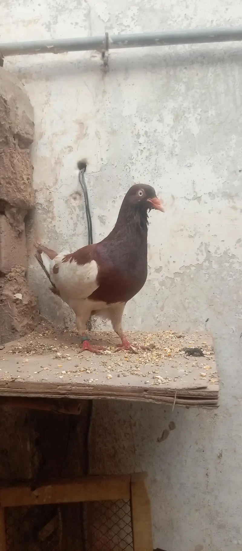 sehad mand jora hai bachy b nikaly hoy hai female ki ek ugli ni hai bs — photo 3