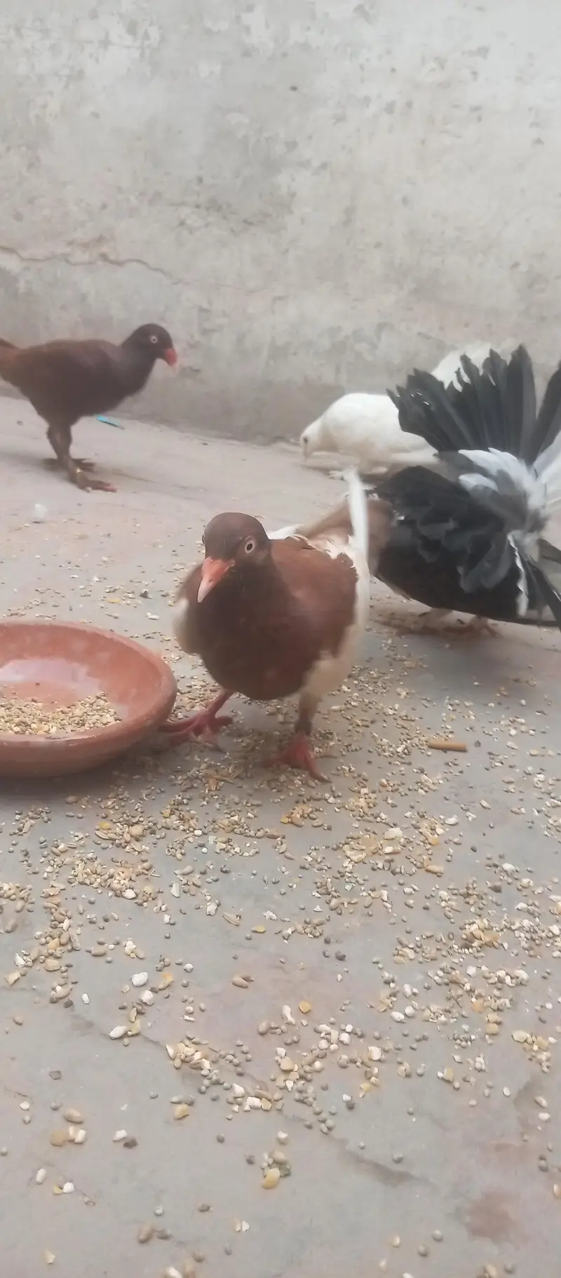sehad mand jora hai bachy b nikaly hoy hai female ki ek ugli ni hai bs — photo 4