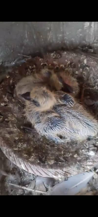 kala Desi gandydar chicks
