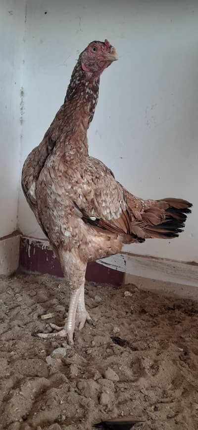aseel maadi eggs laying