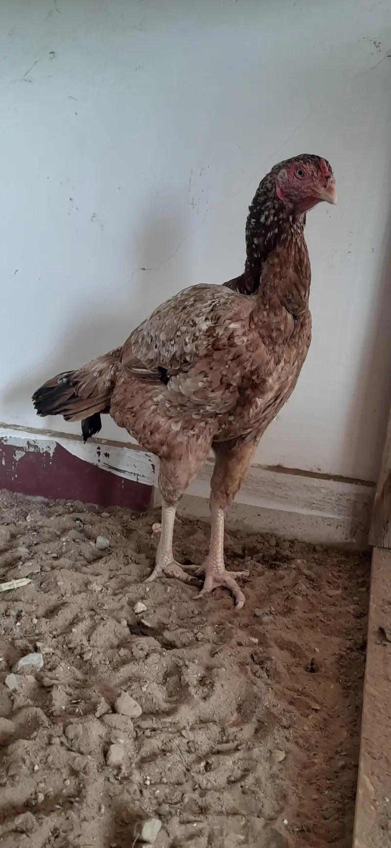 aseel maadi eggs laying — photo 2