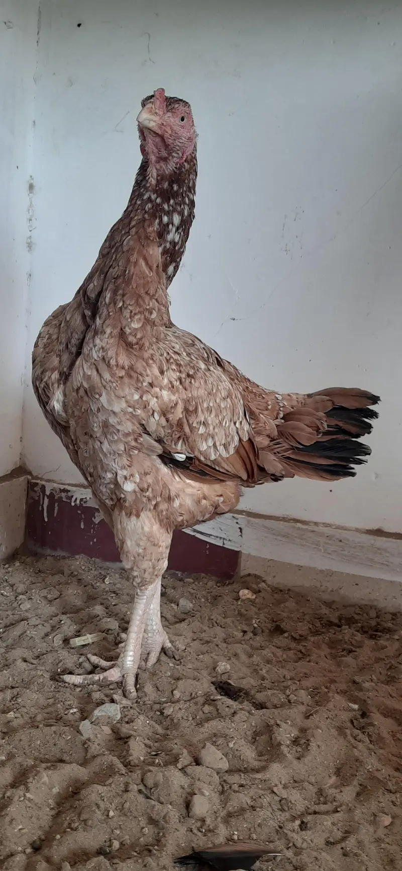 aseel maadi eggs laying — photo 3