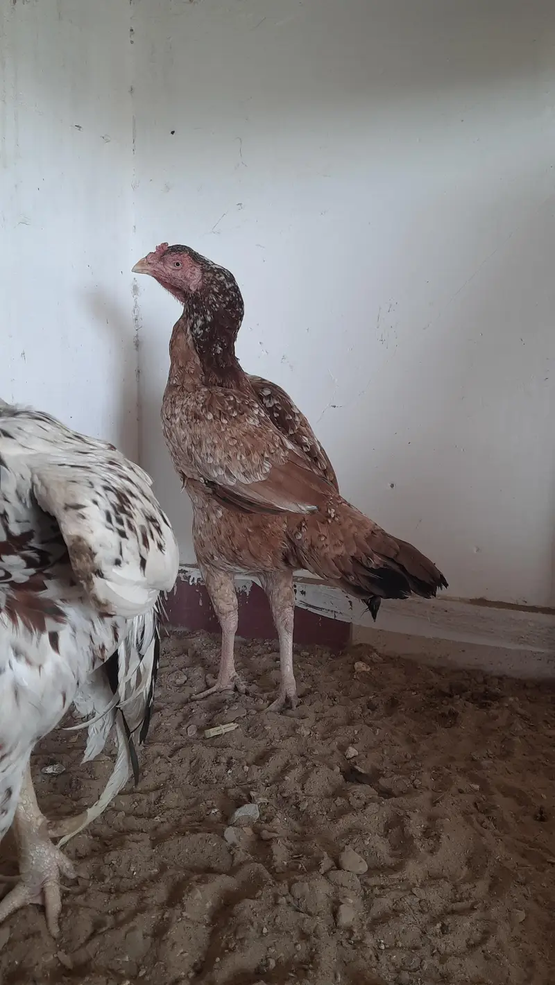 aseel maadi eggs laying — photo 4
