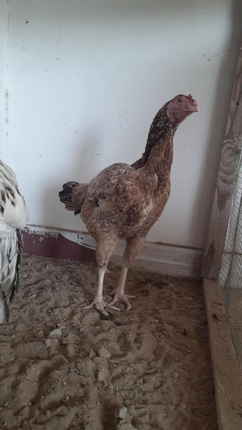 aseel maadi eggs laying — photo 5