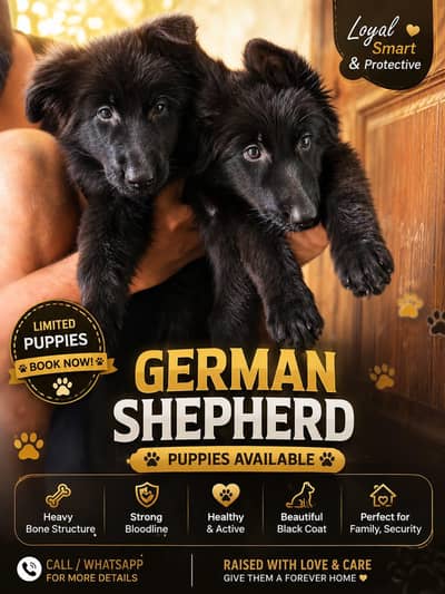 Black shepherd Females