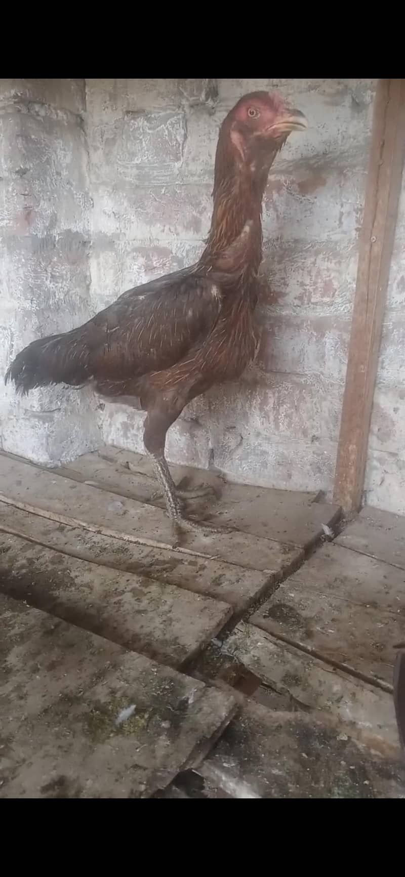 burmi pakoi 2