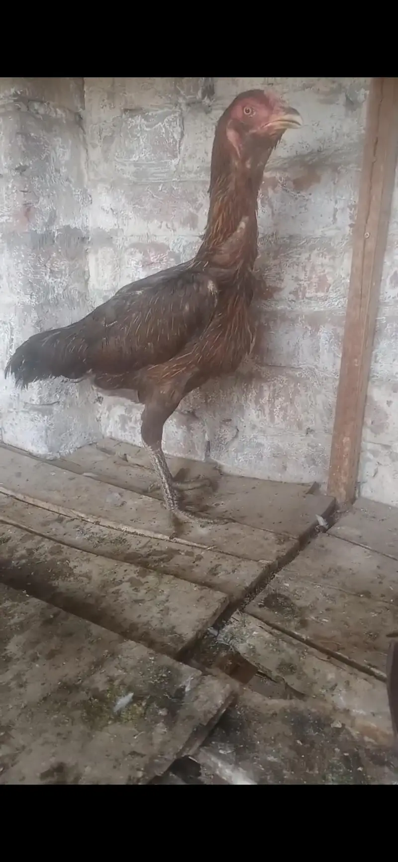burmi pakoi — photo 3