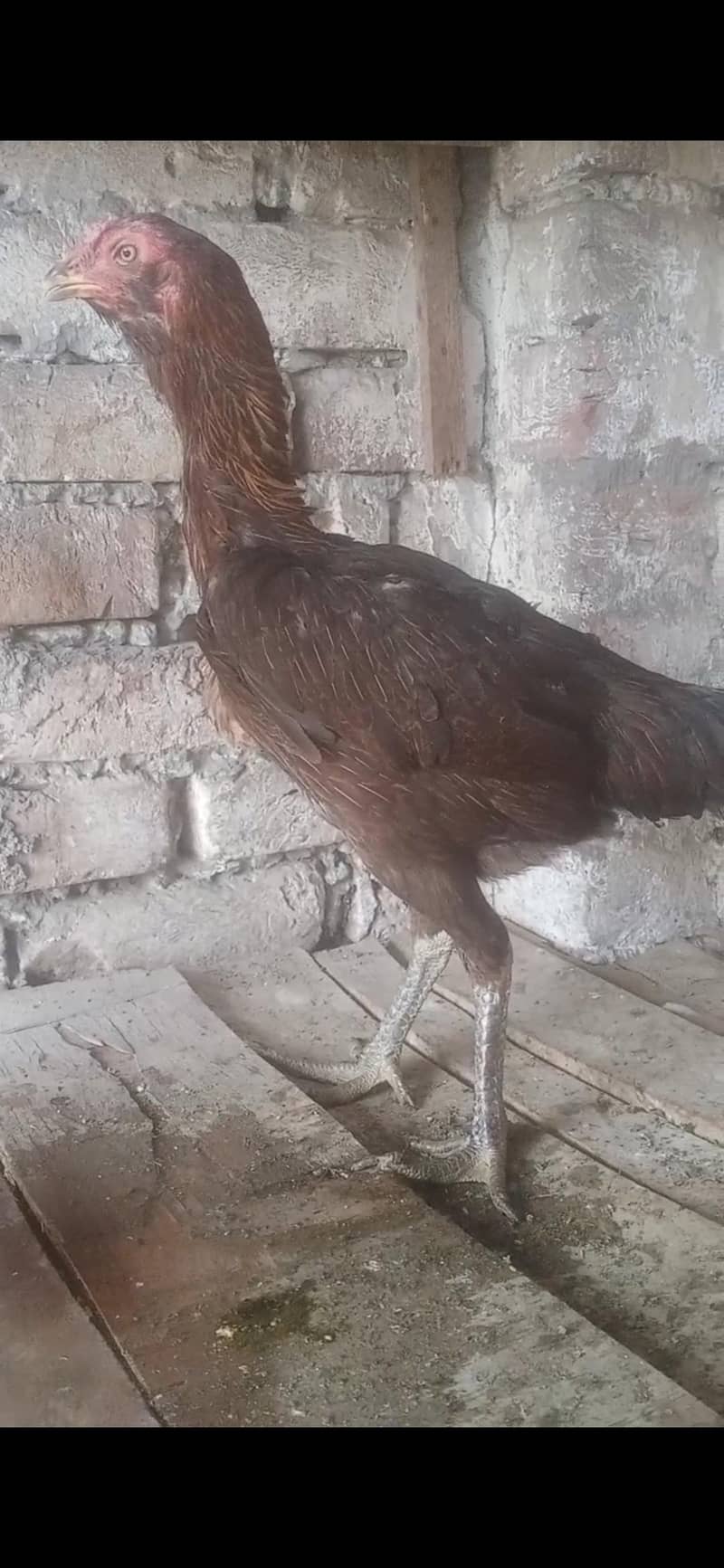 burmi pakoi 3